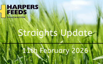Straights Update 11th February 2026