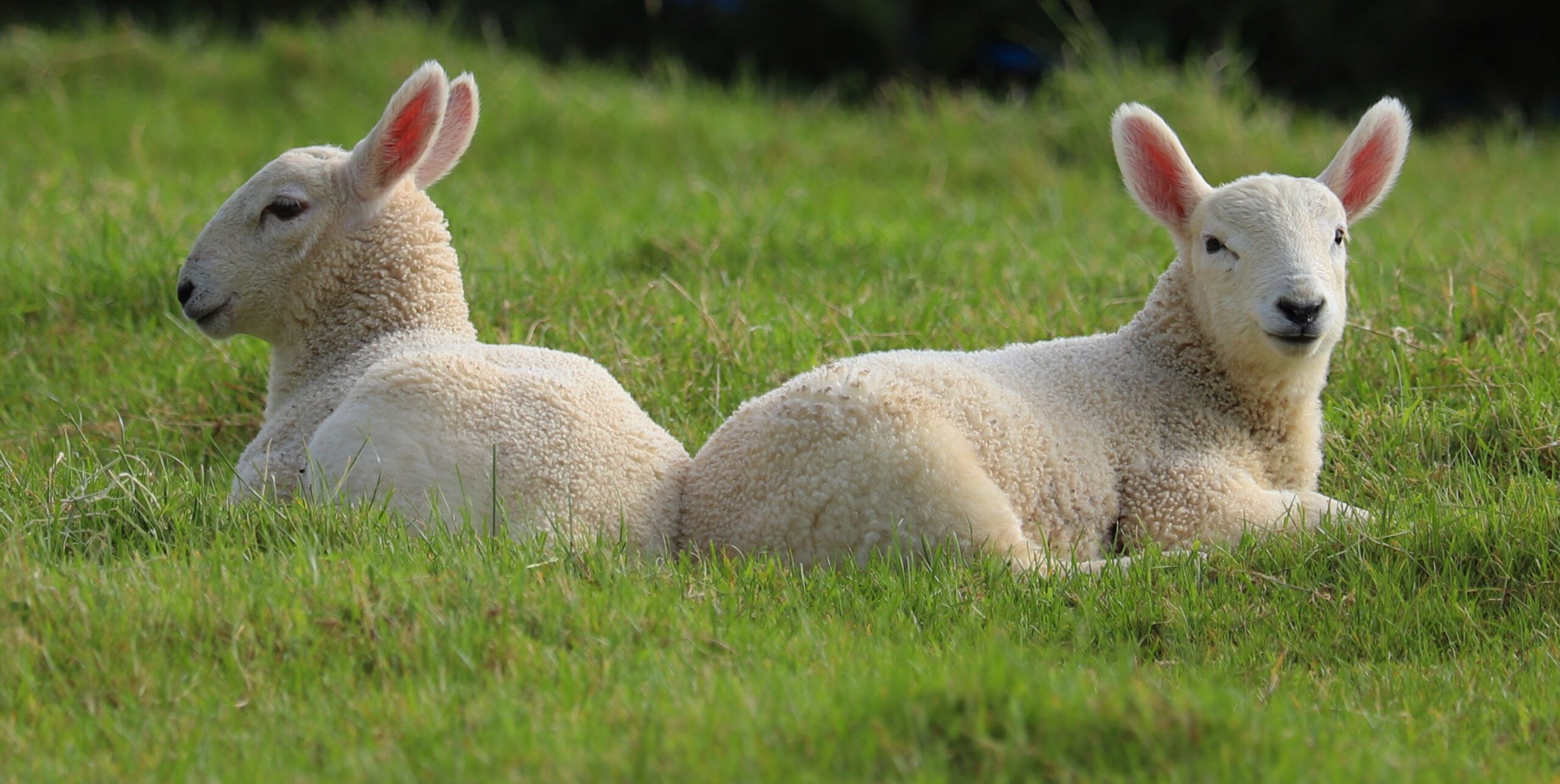 17347557-sheep-7235995 healthy dairy calf