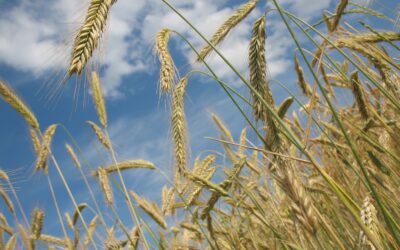 Raw Materials April 2026