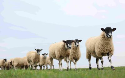 June Feedtalk 2026