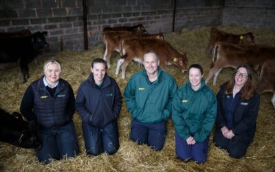 Calf rearing for heifer replacements