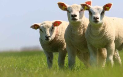 Targeted lamb nutrition