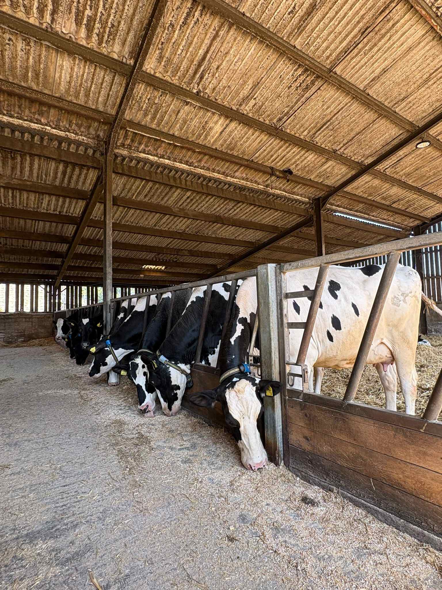 Transition Management healthy dairy calf