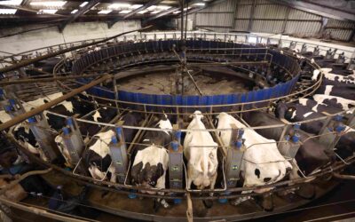 Mastitis affects every dairy herd across the country