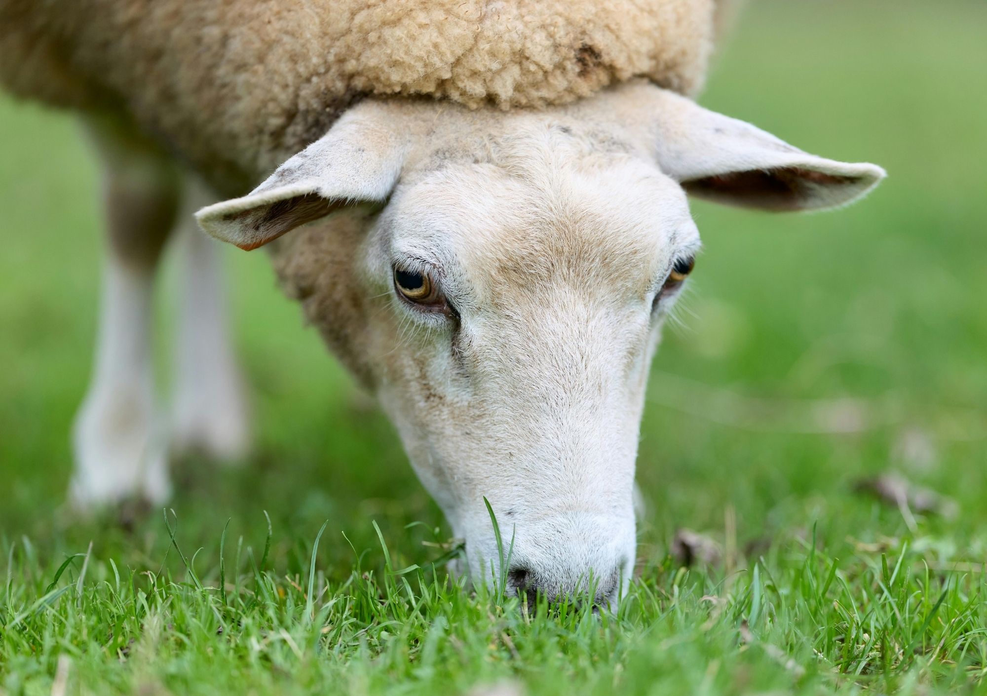 Ram Grazing