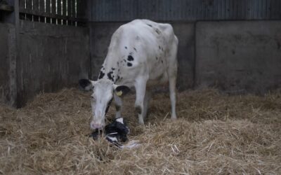 Fertility is the key tool in reducing culling rates