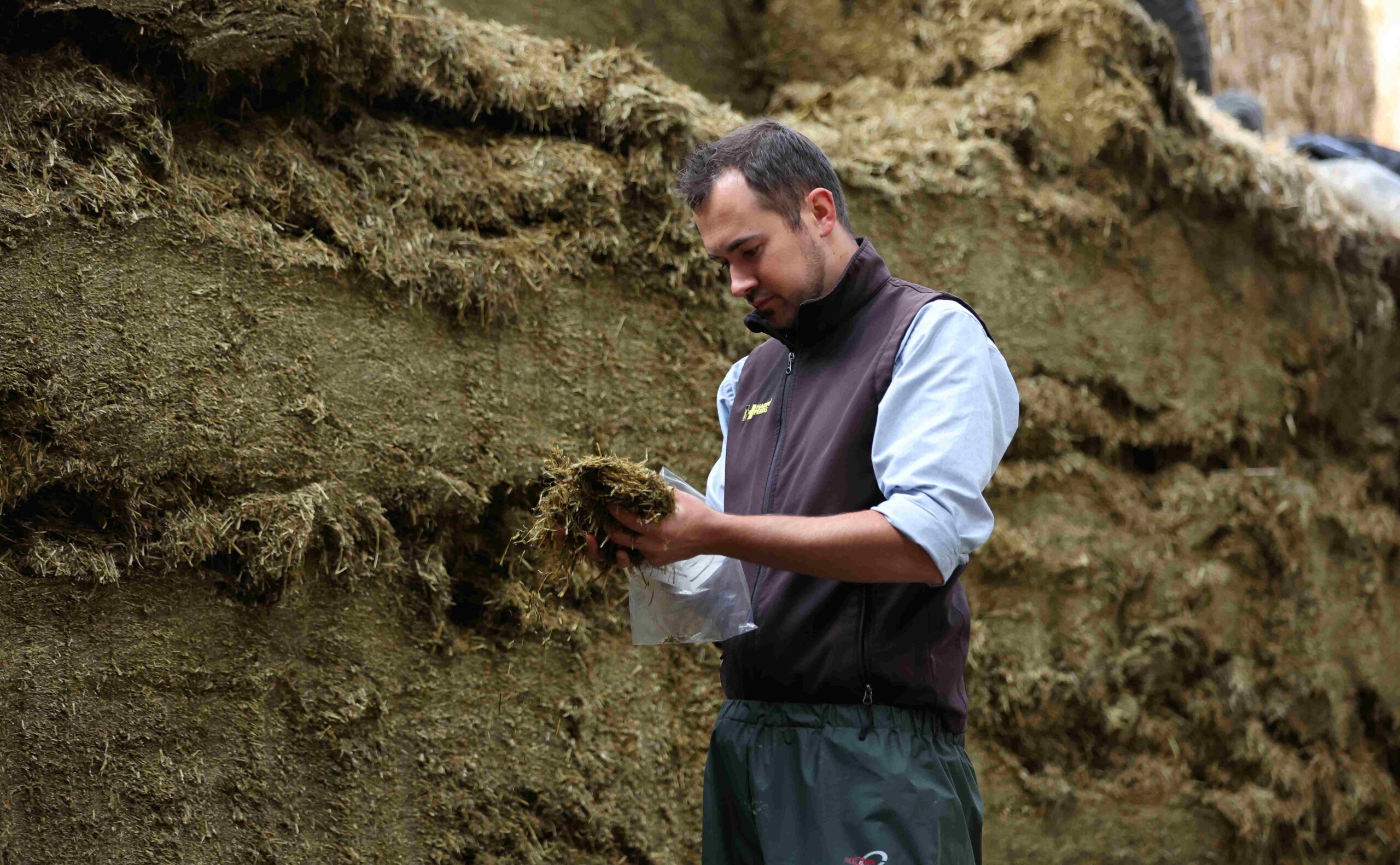 feed specialist collecting silage sample