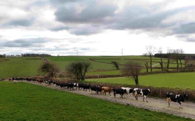 Locomotion and lameness in dairy herd management